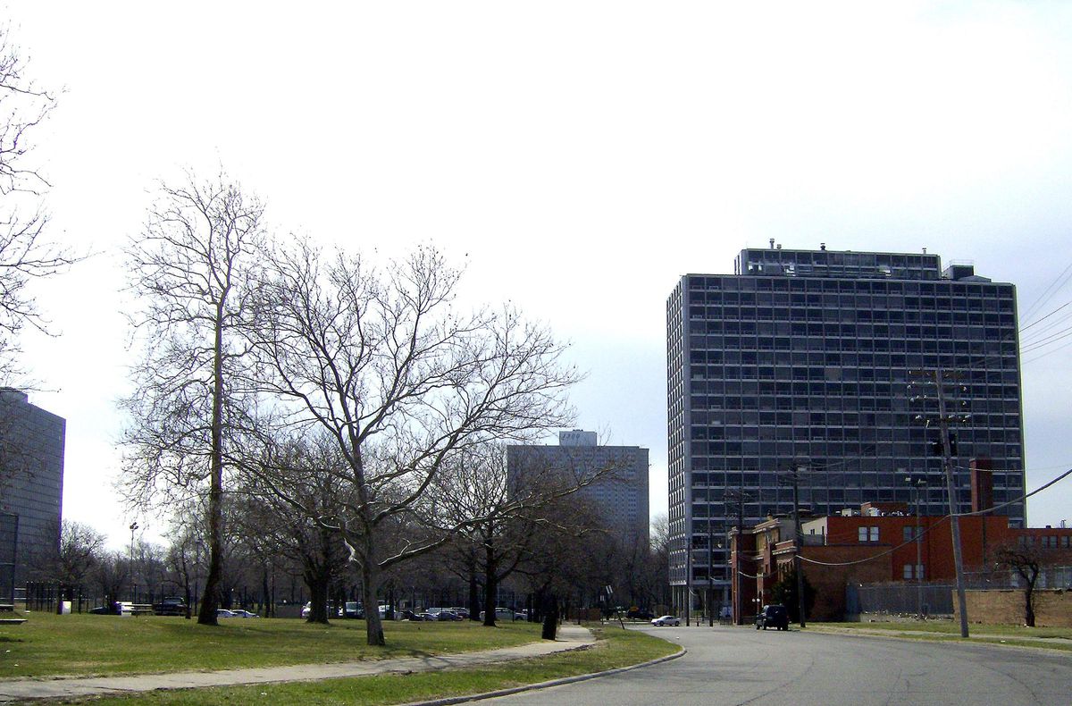 An image of several trees;.