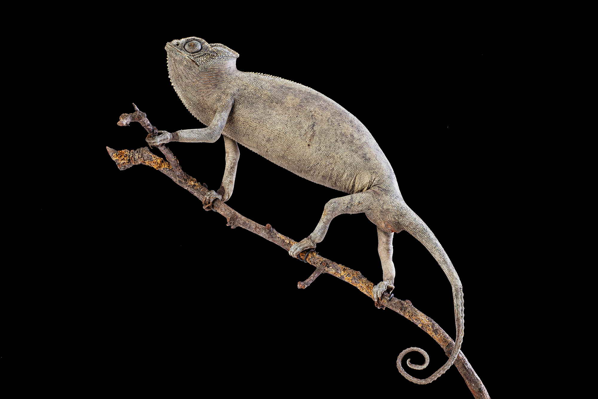Fantastic Beasts: The Wonder of Nature, the Natural History Museum’s hotly anticipated exhibition, will open in London in December.
